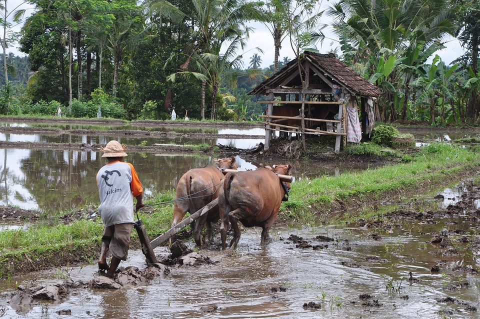 Ubud day Tour nature